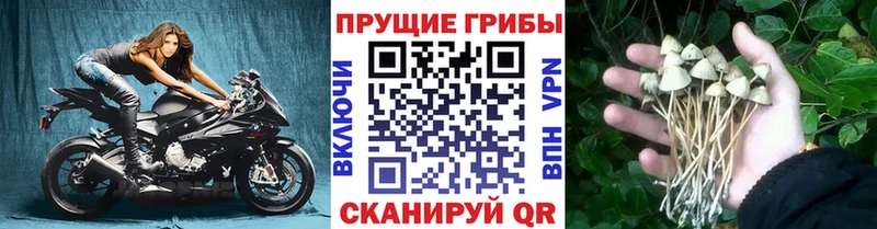 Псилоцибиновые грибы MAGIC MUSHROOMS  как найти   darknet телеграм  Котельнич 